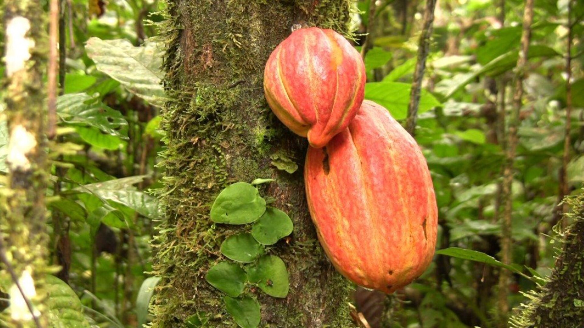Creamos su cuenta de Productor de Cacao y Chocolate